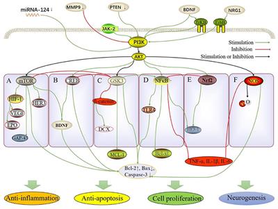 The PI3K/AKT Pathway—The Potential Key Mechanisms of Traditional Chinese Medicine for Stroke